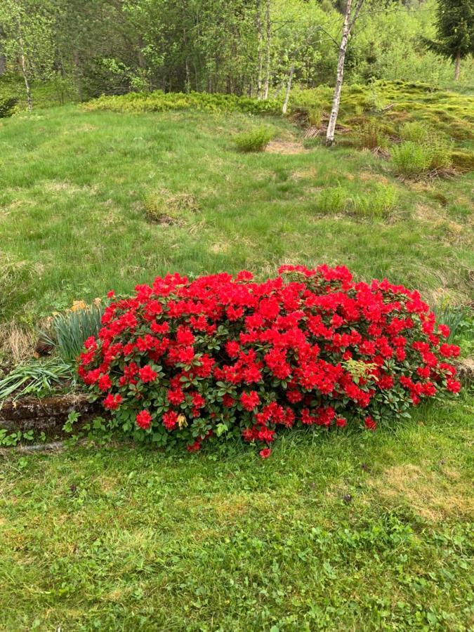 Dispen * Stryn